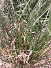 Carex appressa