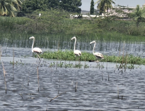 iNaturalist image