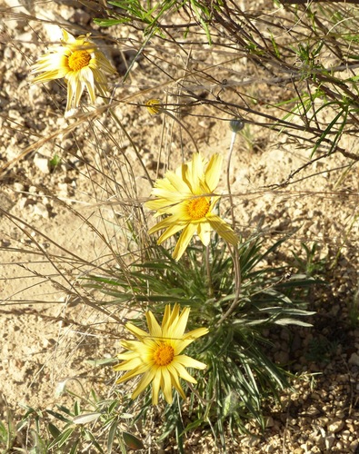 Stemmy Four-nerved Daisy