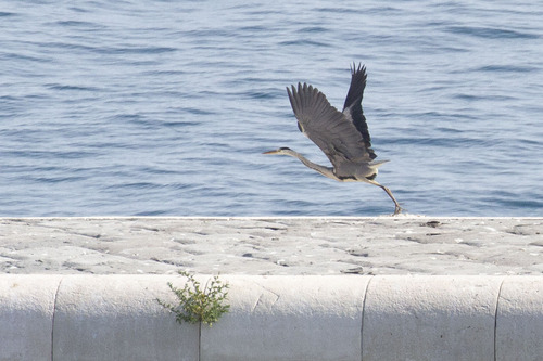iNaturalist image