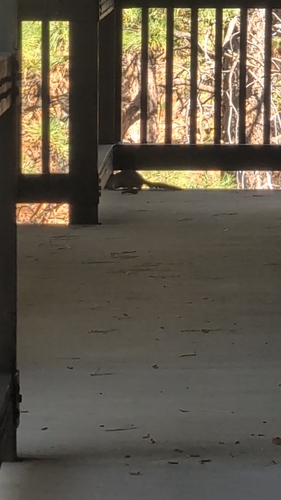 Rock Squirrel