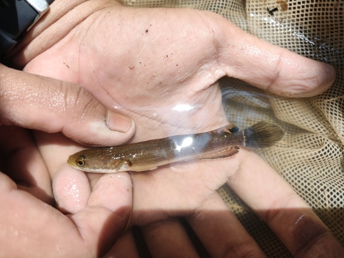 Black Snakehead
