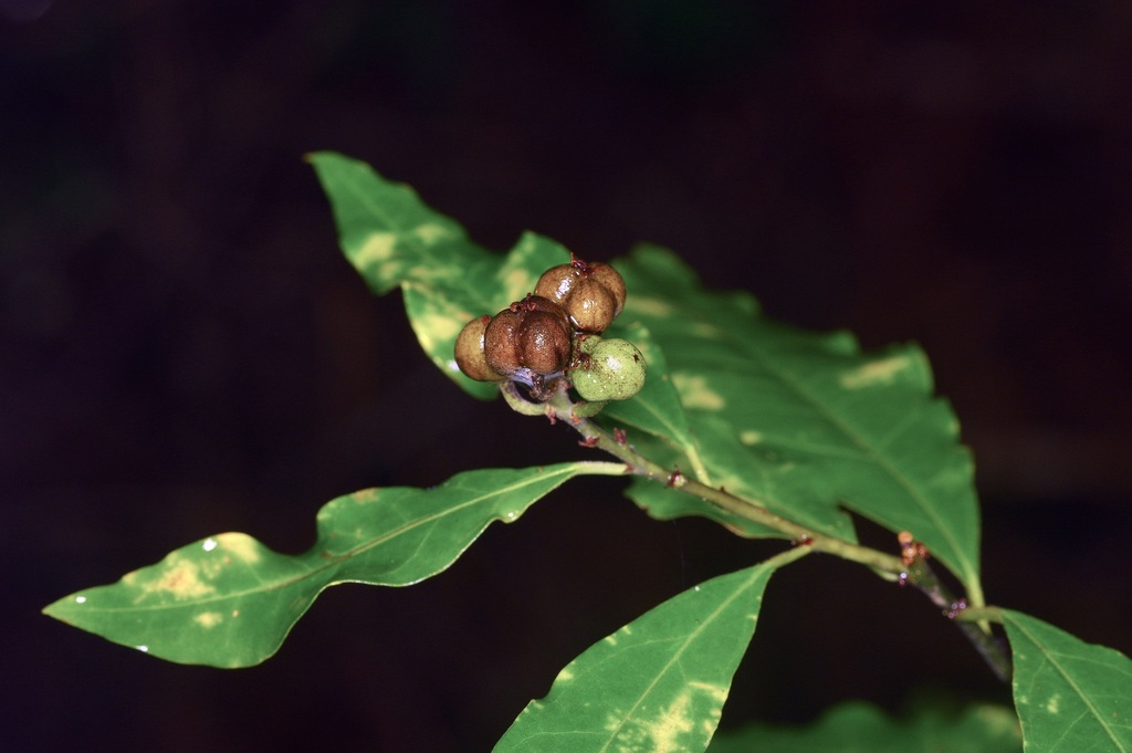 Ditrysinia fruticosa; photograph (c) Michelle W. (鍾偉瑋), some rights reserved (CC BY)