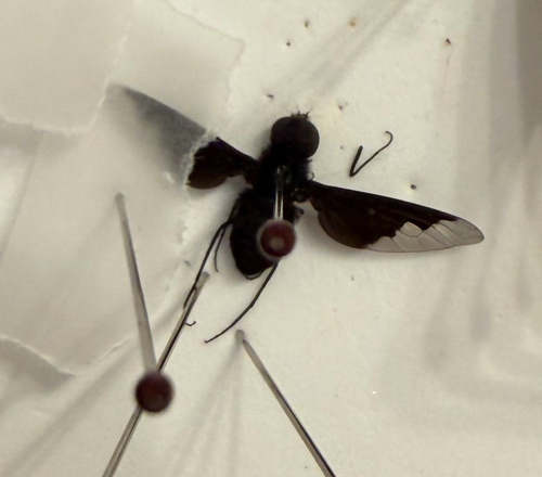 Black Bee Fly
