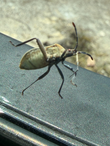 Cactus Coreid Bug
