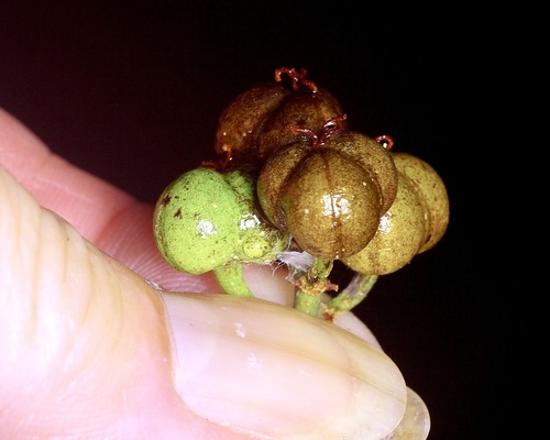 Ditrysinia fruticosa, photograph 6