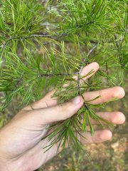 Pinus virginiana, photograph author not stated, no rights reserved