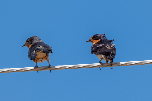 Barn Swallow