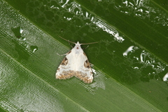 Meganola leucostola