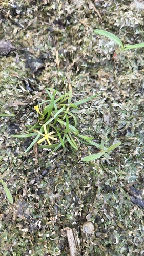 Heteranthera dubia, photograph 6