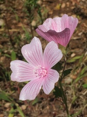 Malva hispanica
