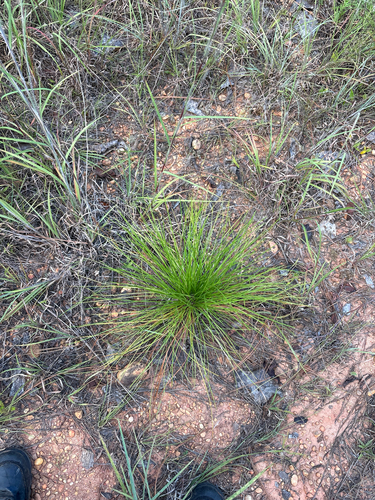 Pinus palustris, photograph 6