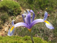 Iris xiphium