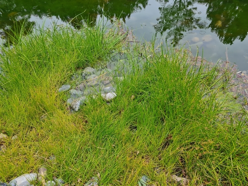 Isolepis prolifera observed 2026-09-10