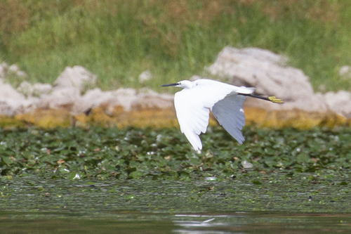 iNaturalist image