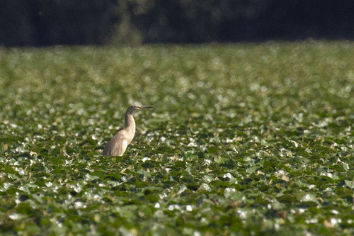 iNaturalist: (c) sashacahill, some rights reserved (CC BY-NC), uploaded by sashacahill iNaturalist image