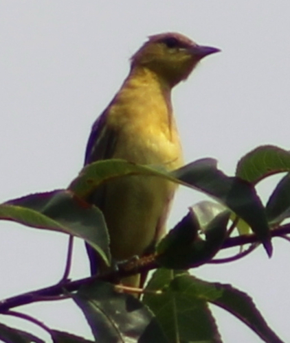 Orchard Oriole