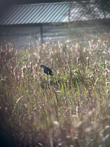 Gray-headed Swamphen