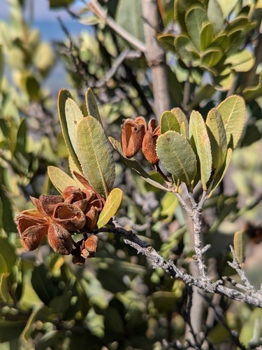 Kageneckia oblonga