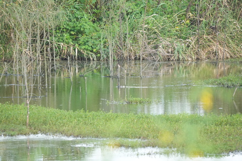 iNaturalist image