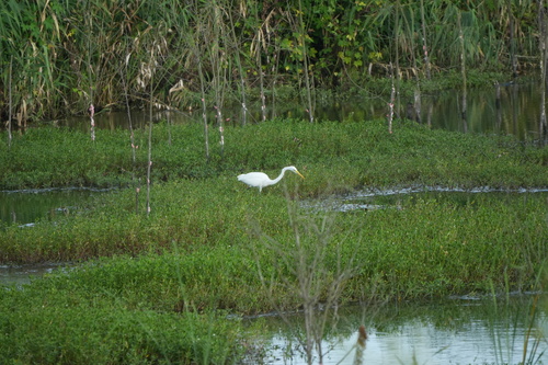 iNaturalist image