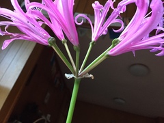 Nerine