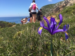 Iris xiphium