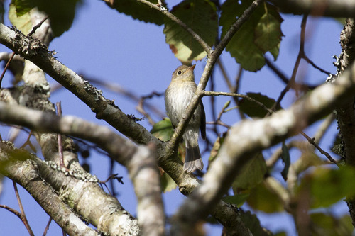 Western Flycatcher