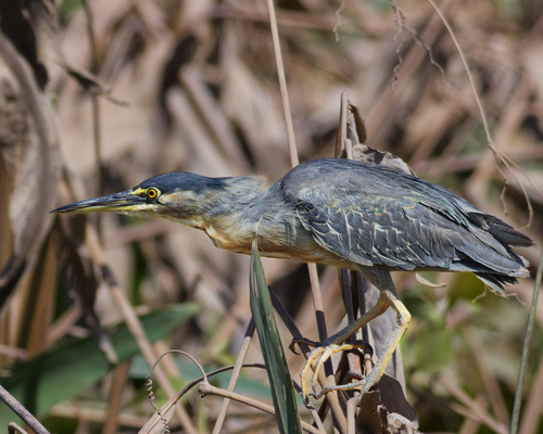 iNaturalist image