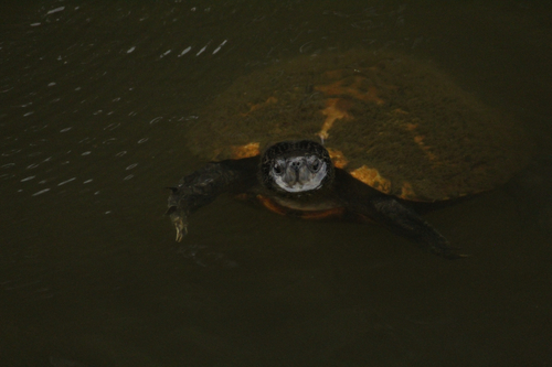Pond Slider