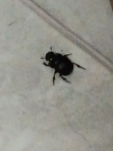 Canthon viridis