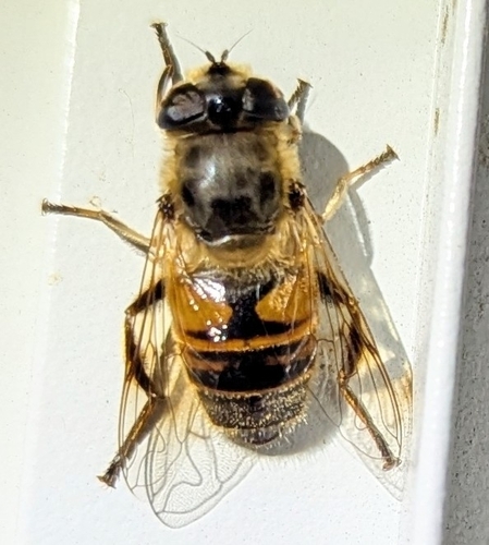 Common Drone Fly