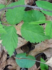 Rubus pubescens
