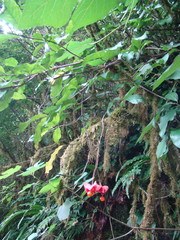 Euonymus leiophloeus