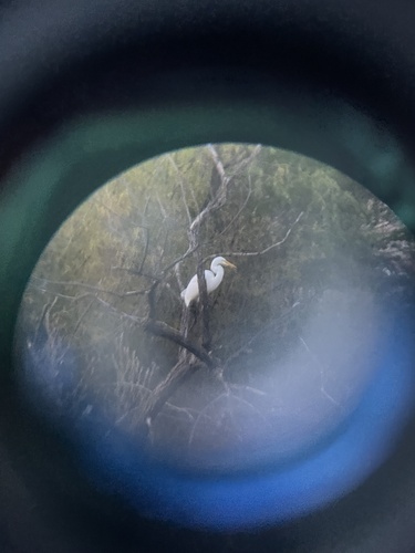 iNaturalist image