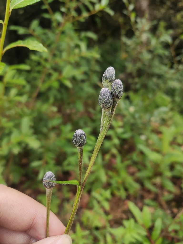 Saussurea peduncularis
