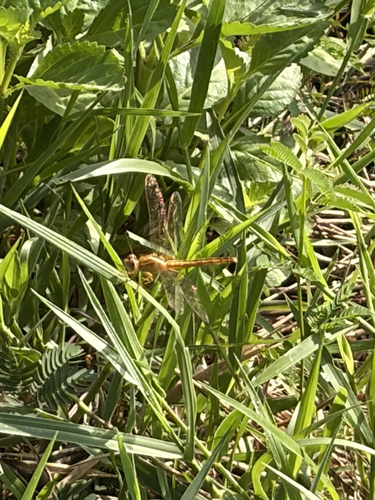 Scarlet Skimmer