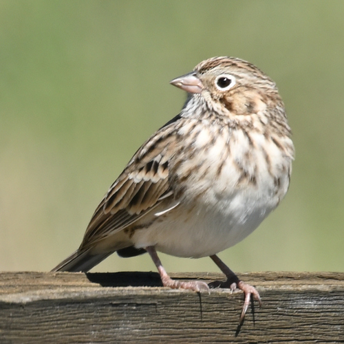Vesper Sparrow