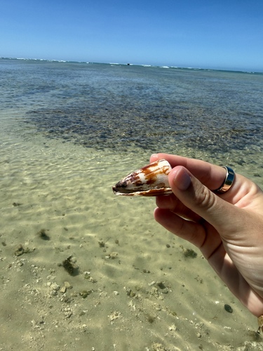Conus vitulinus observed 2026-09-09