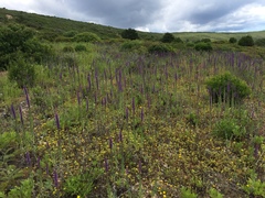Nepeta tuberosa