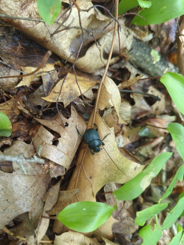 Eastern Tumblebug