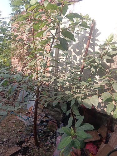 Cluster Fig
