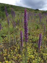 Nepeta tuberosa