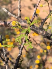 Vachellia vernicosa