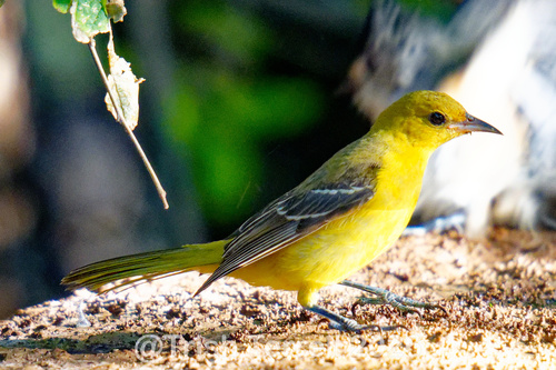 Orchard Oriole