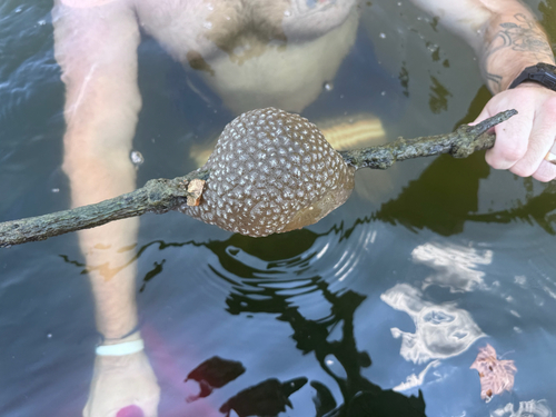 Magnificent Bryozoan