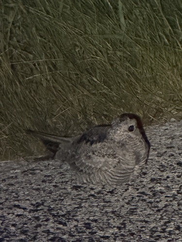 Common Nighthawk
