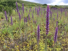 Nepeta tuberosa