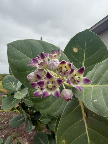 Calotropis procera observed 2026-09-09