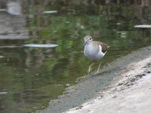 iNaturalist image